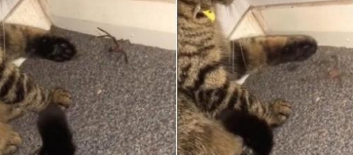 La femme filme son chat en train de jouer avec une araignée jusqu’à ce qu’il la lui lance au visage